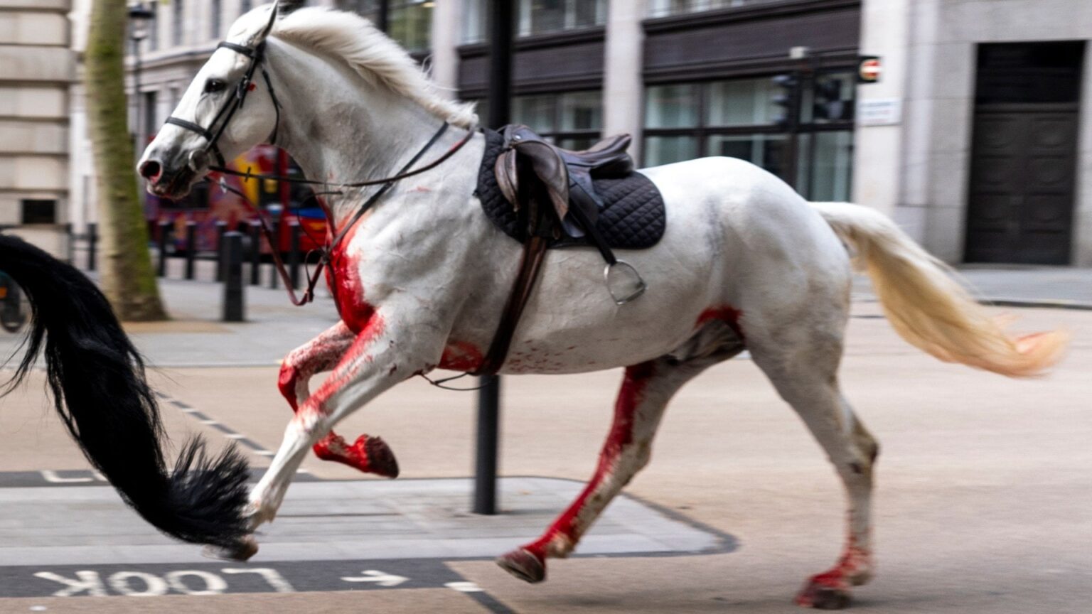 Si prevede che due cavalli di cavalleria feriti nella furia di sei miglia a Londra si riprenderanno