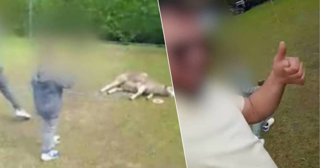 La sofferenza delle pecore dopo i maltrattamenti non è ancora finita: all'arrivo della polizia l'animale è risultato essere stato macellato illegalmente.
