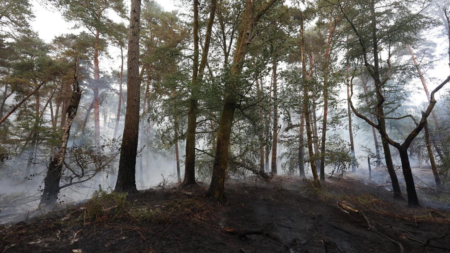 “Animali feriti, disorientati…” Dopo gli incendi, la caccia dovrebbe essere vietata nelle zone disastrate? “Animali feriti, disorientati…” Dopo gli incendi, la caccia dovrebbe essere vietata nelle zone disastrate?