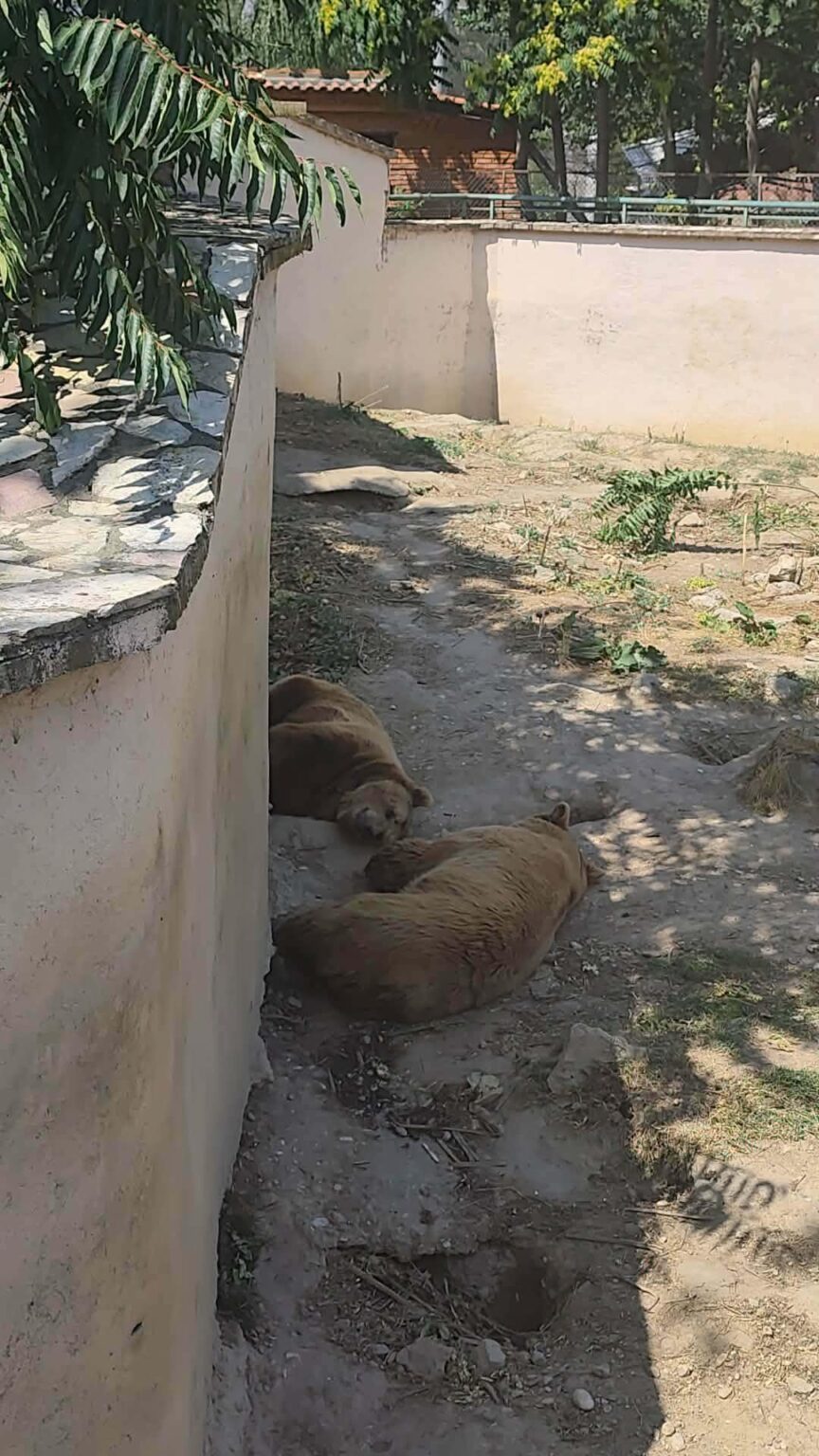 Disintegrazione del sistema zoologico…e perché esiste una prigione? Disintegrazione del sistema zoologico...e perché esiste una prigione?