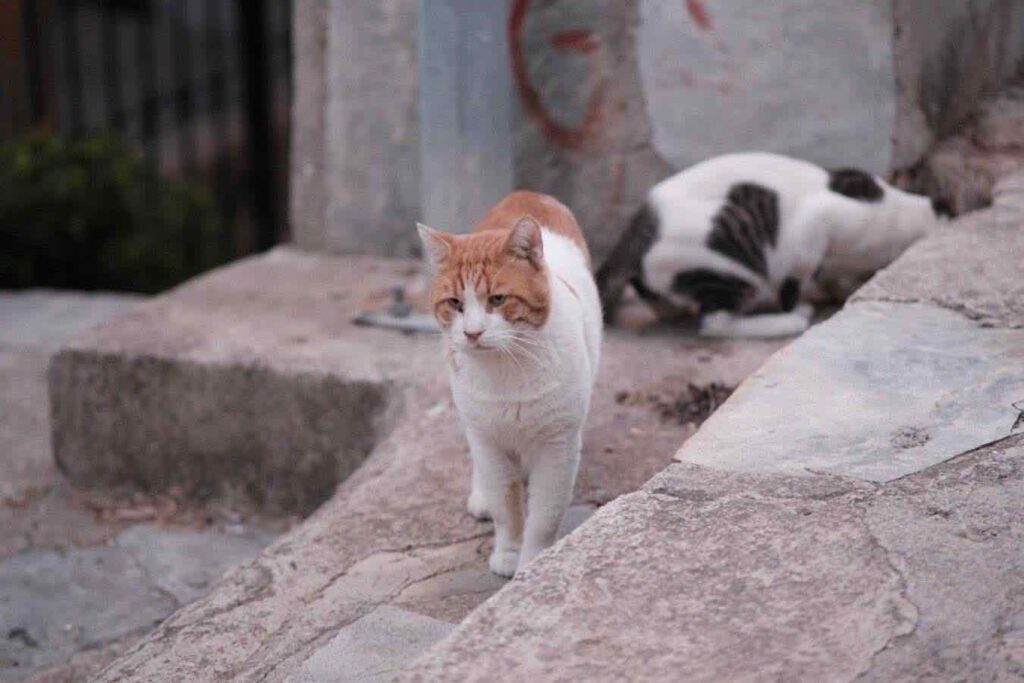 In Grecia c’è un’isola che offre colazione e alloggio a chi si prende cura dei gatti randagi In Grecia c'è un'isola che offre colazione e alloggio a chi si prende cura dei gatti randagi