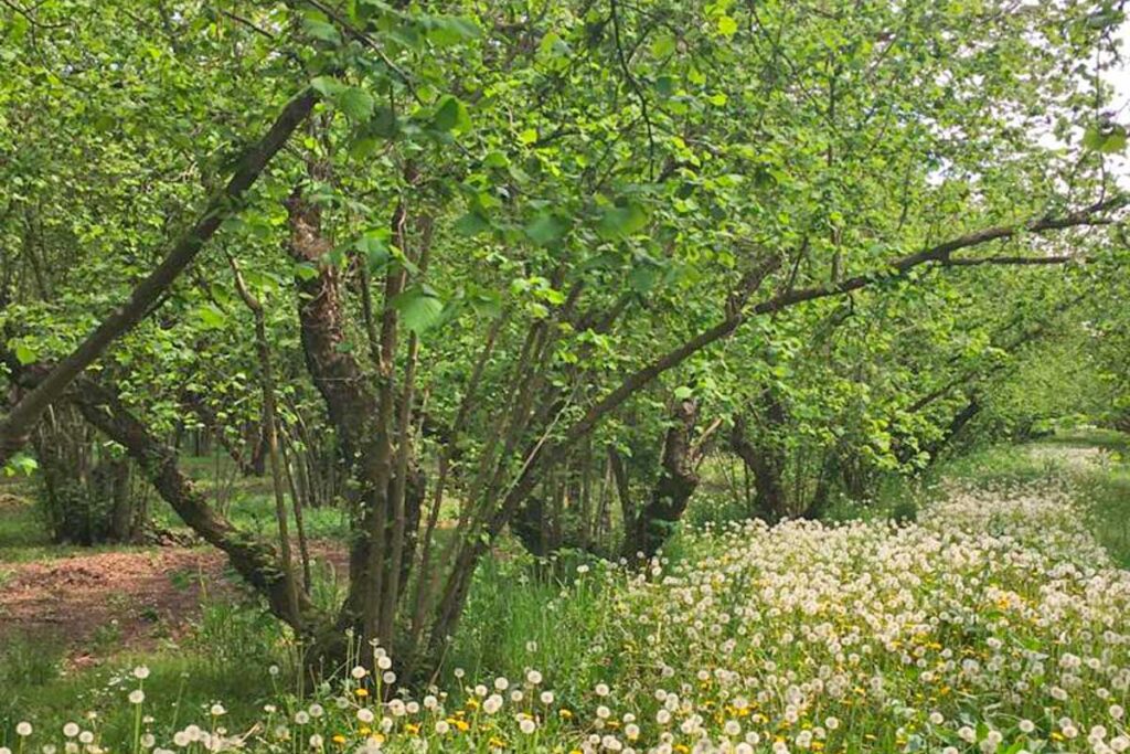 Prezzi delle nocciole in Turchia smascherano l’inerzia del governo italiano Un noccioleto