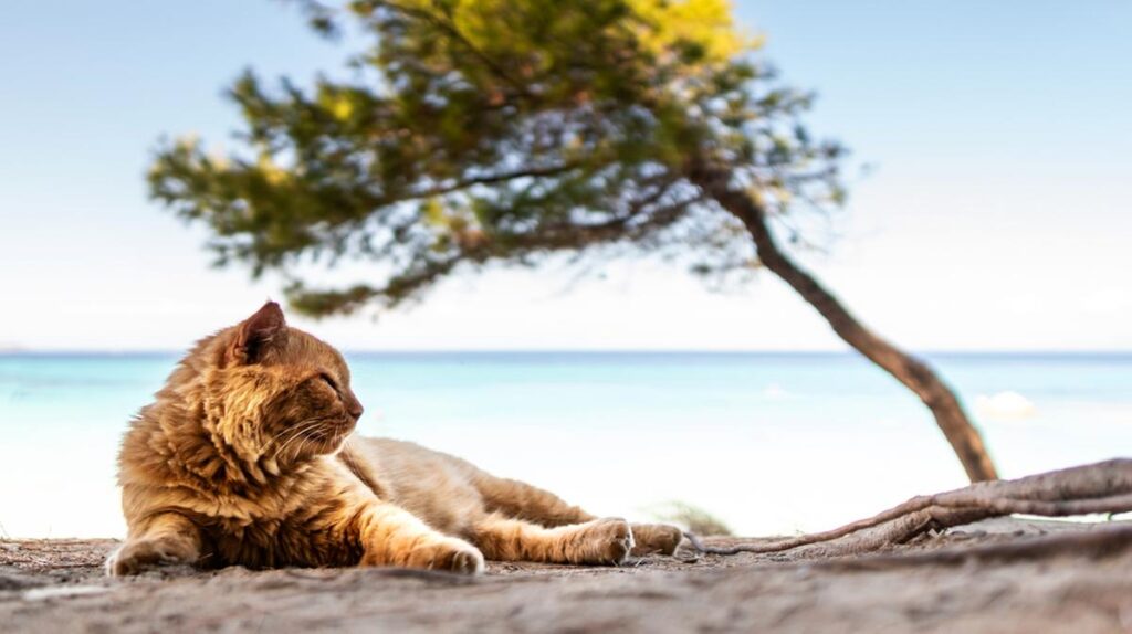 Grecia, alloggio e colazione gratis sull’isola di Syros: basta prendersi cura dei gatti Grecia, alloggio e colazione gratis sull'isola di Syros: basta prendersi cura dei gatti