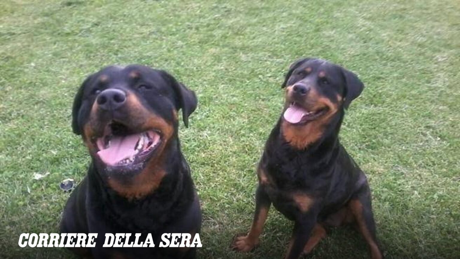 Sbranato da due rottweiler, 72enne muore nelle campagne di Nardò: i due cani forse fuggiti da un’abitazione della zona Sbranato da due rottweiler, 72enne muore nelle campagne di Nardò: i due cani forse fuggiti da un'abitazione della zona