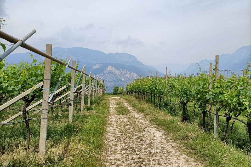 Masters of Wine 2026: sette nuovi ingressi, Masters of Wine 2026 sette nuovi ingressi, Portogallo e Ungheria entrano nella mappa dei MW