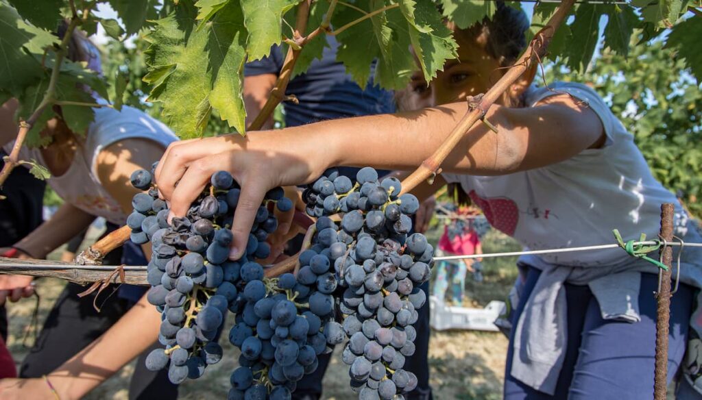 Cantine Aperte in Vendemmia 2026, l'evento per chi ama il vino