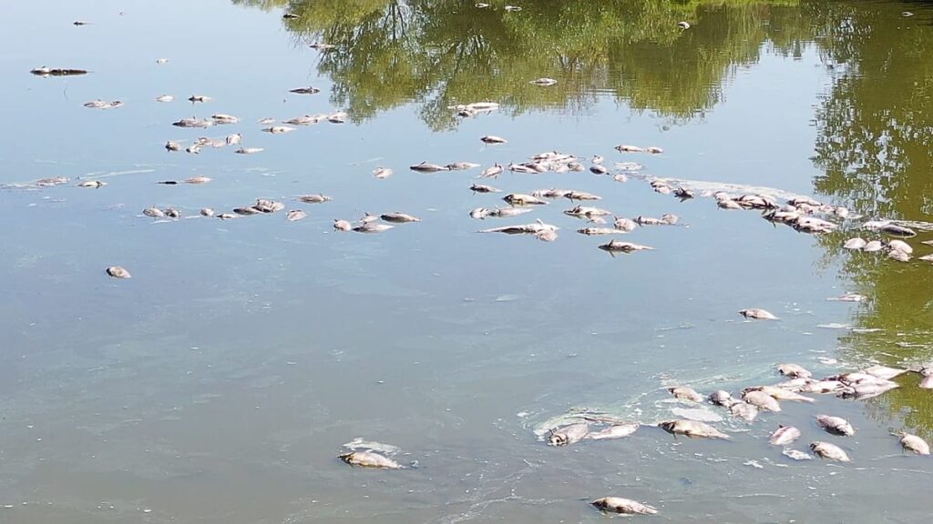 Ungheria, laghi prosciugati e grave moria di pesci a causa della siccità Ungheria, laghi prosciugati e grave moria di pesci a causa della siccità