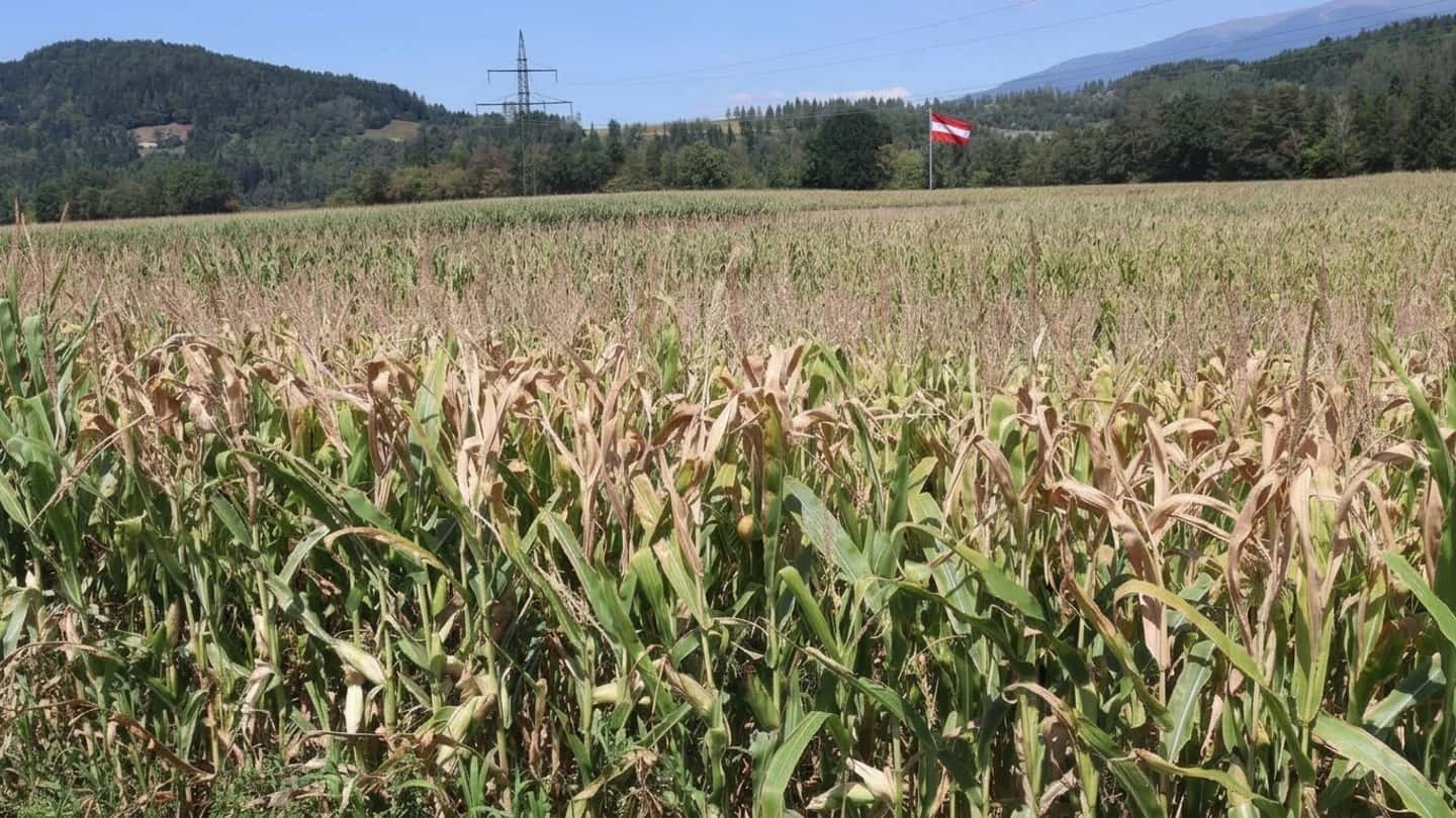 Siccità in Austria 2026, danni agricoli da un miliardo