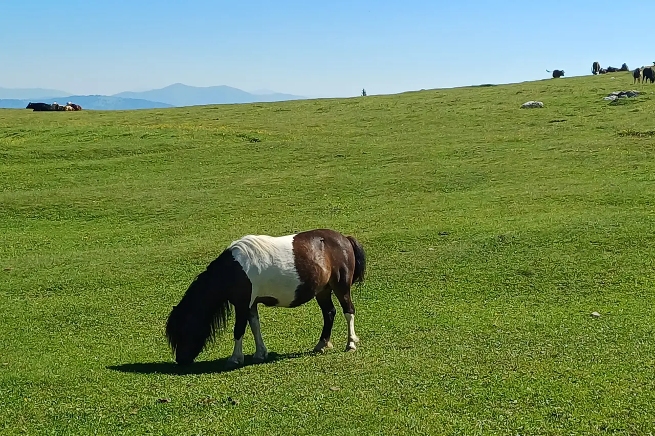 Monte Dobratsch, sopra Villach, è il primo parco naturale della Carinzia: oltre 15 anni fa vennero rimossi gli impianti di risalita per lo sci, salvaguardando l'habitat
