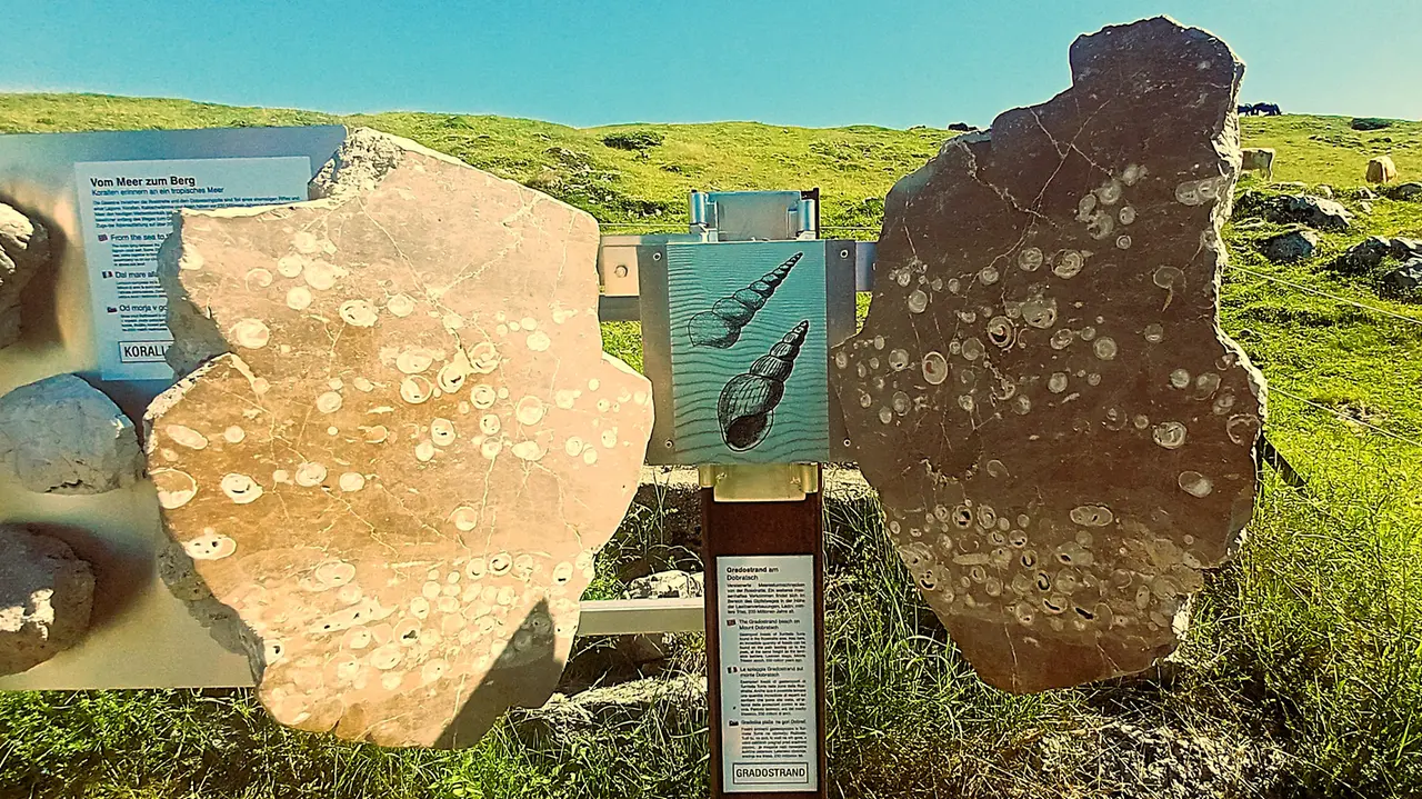 Rocce piene di fossili marini nel parco naturale del monte Dobratsch