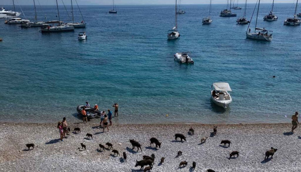 Atokos, l’isola greca dei maiali selvatici che fanno il bagno nel mare Atokos, l’isola greca dei maiali selvatici che fanno il bagno nel mare