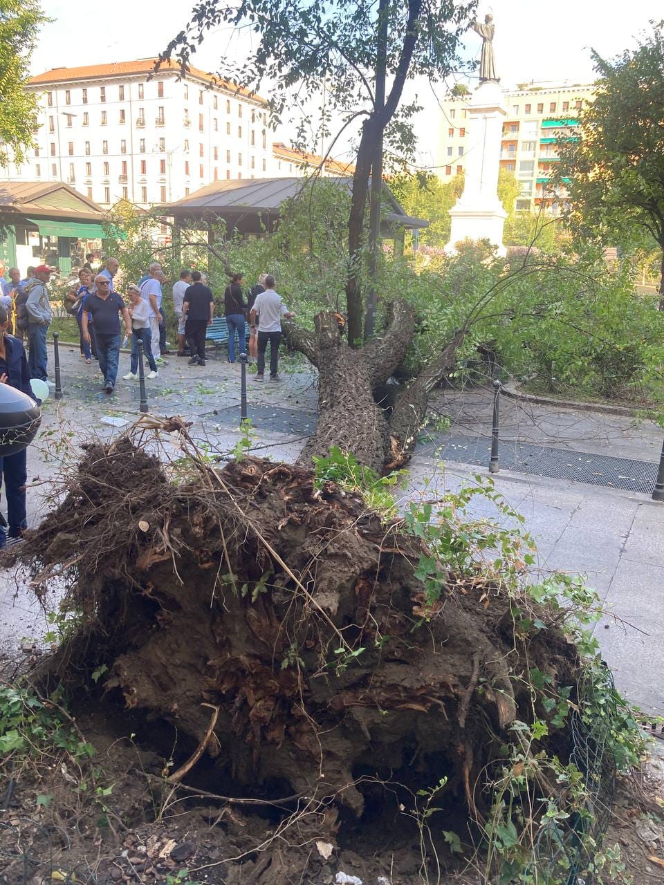 Milano, crolla un albero in piazza Risorgimento: feriti tre passanti, uno è grave. «Segnalato più volte, eravamo terrorizzati»