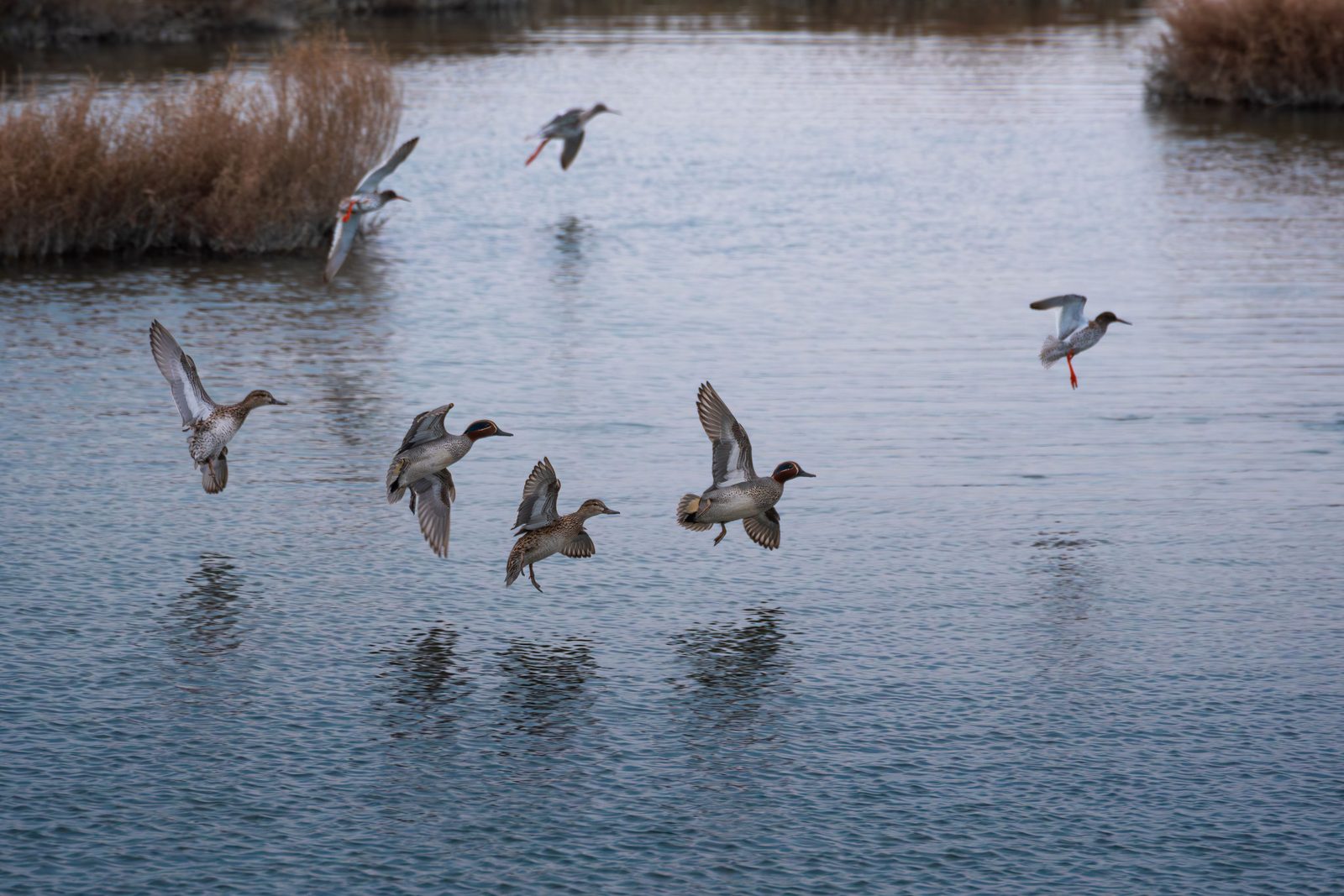 Uccelli migratori in volo sul lago artificiale dell'Eufrate al tramonto