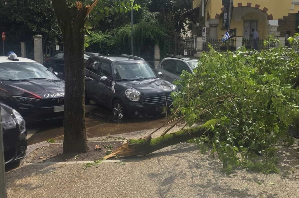 ramo caduto liceo avogadro