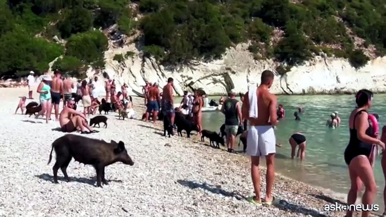 Grecia, sole, mare e grugni: ad Atokos si nuota con i maiali