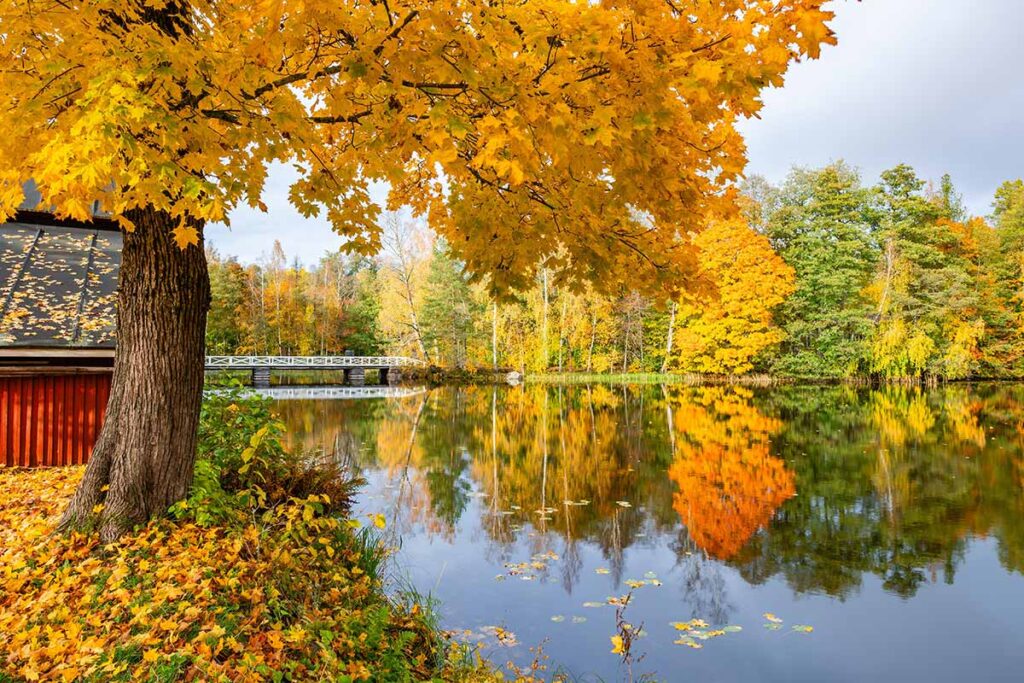 Foliage in Finlandia, emozioni d’autunno Autunno a Strömfors Bruk, Finlandia.