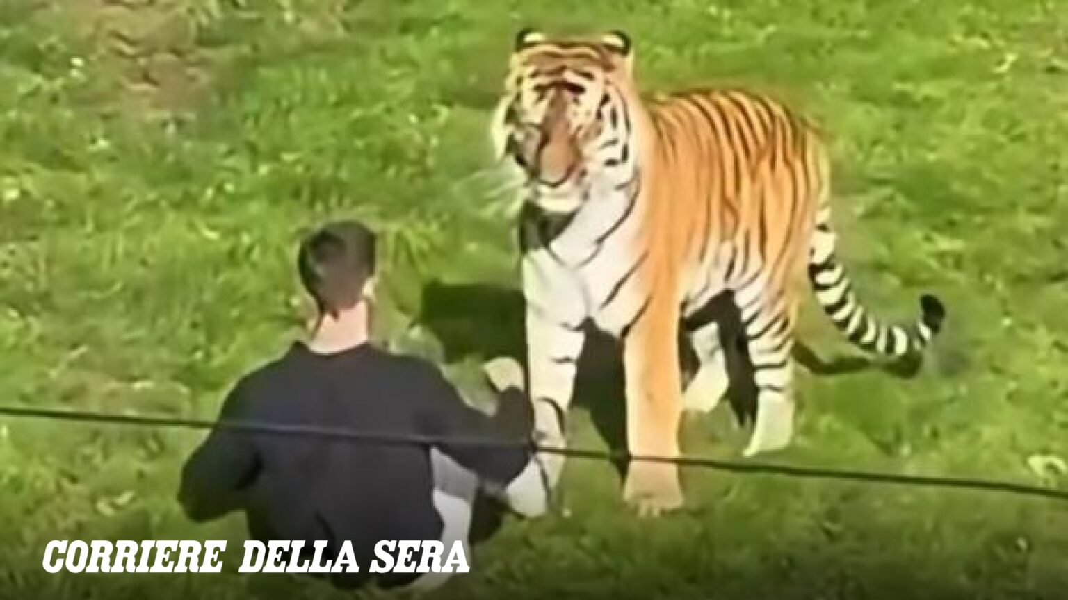 Regno Unito, l’uomo ucciso dalla tigre era in cura in una struttura per la salute mentale. Lo zoo: l’animale non sarà abbattuto Regno Unito, l'uomo ucciso dalla tigre era in cura in una struttura per la salute mentale. Lo zoo: l'animale non sarà abbattuto